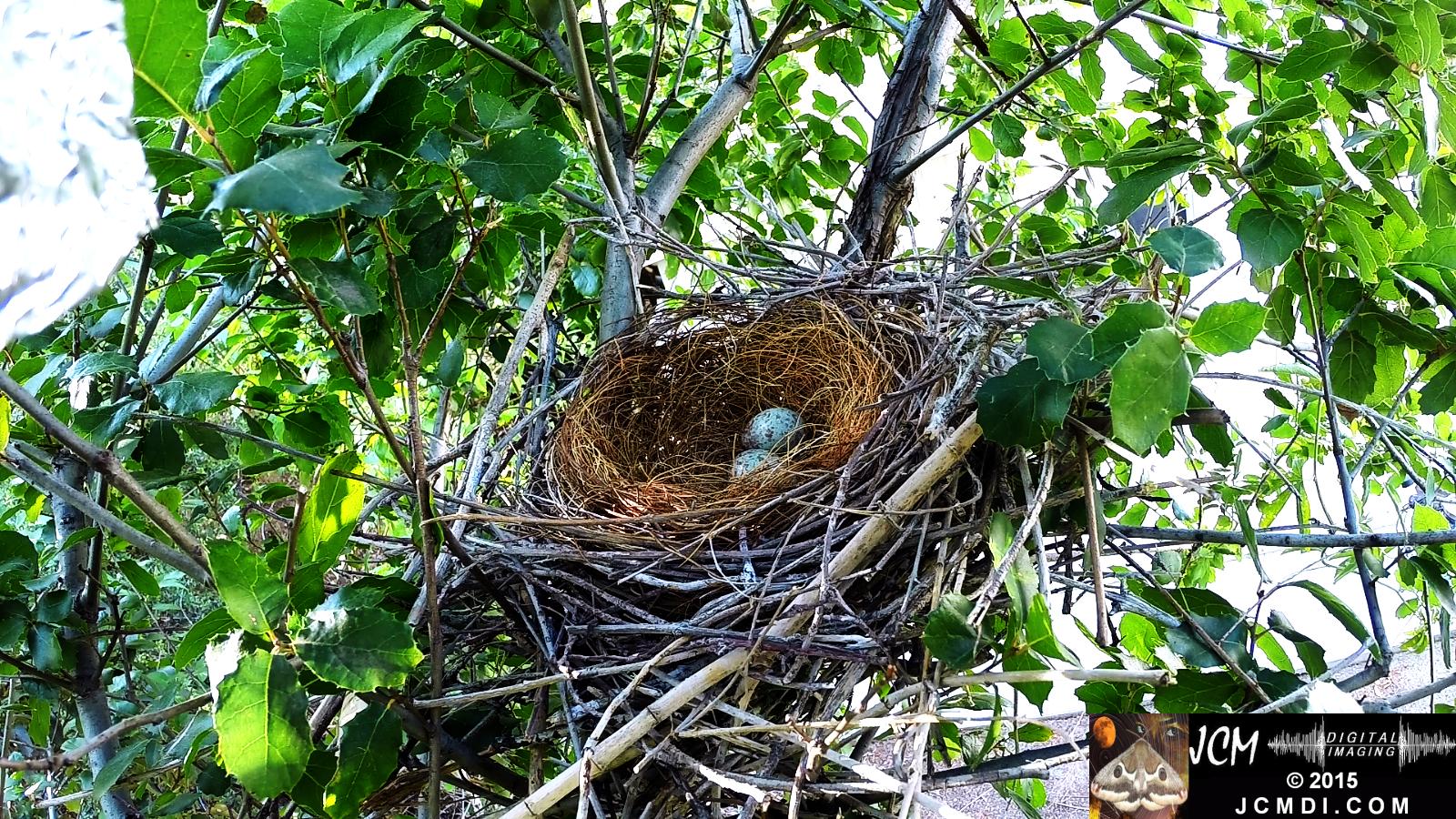 Scrub Jay nest and activity GoPro Hero3+ Black 3-3132015 Santa Clarita JCMDI.COM